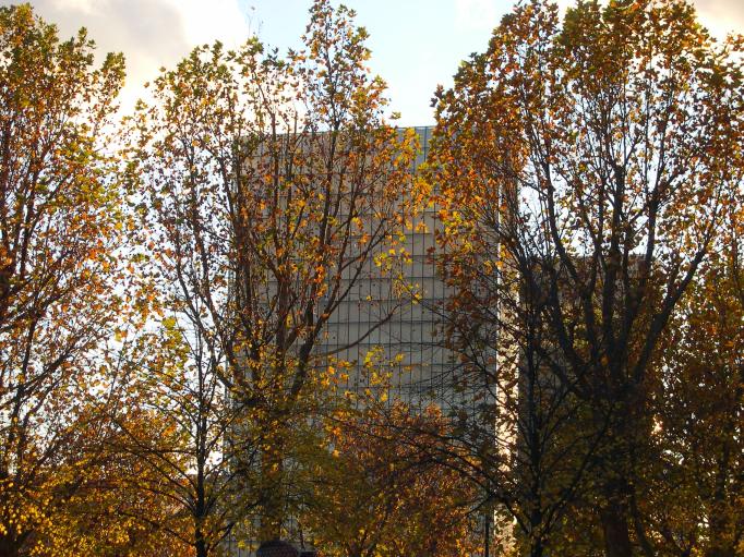 tour de la bibliothèque Mitterrand vue à travers les arbres 